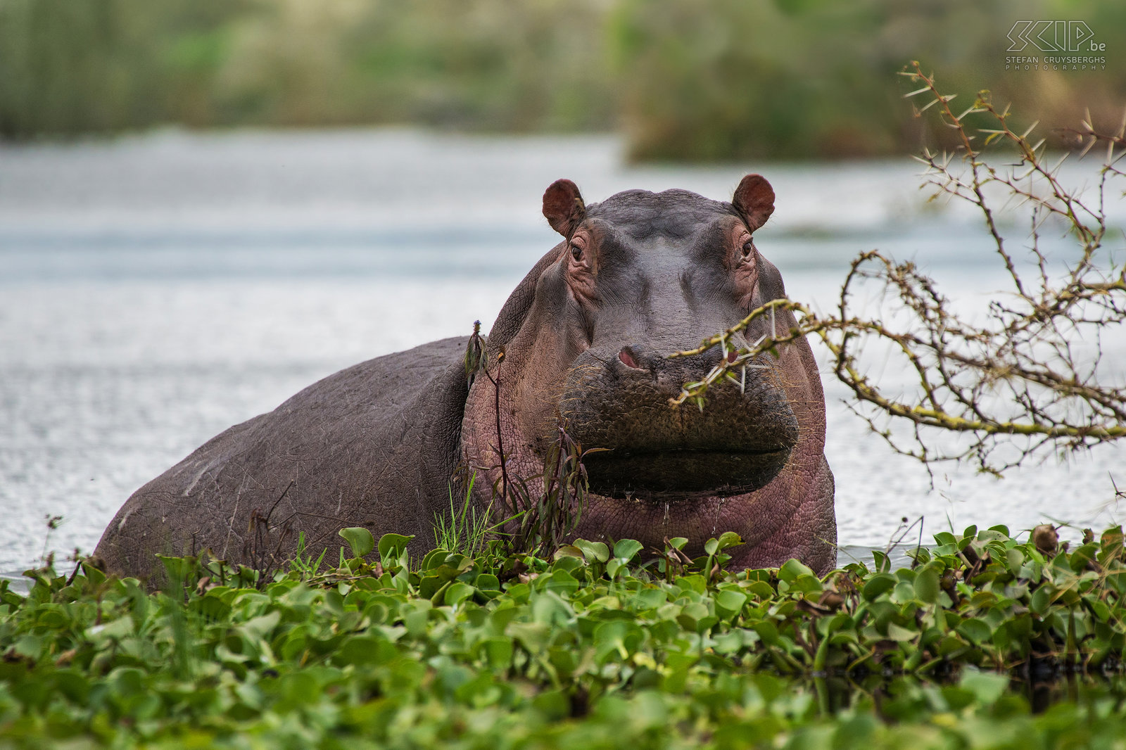 Lake Naivasha - Nijlpaard (Hippo, Hippopotamus amphibius) Stefan Cruysberghs